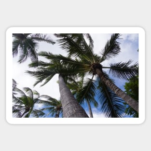 Palms Sticker